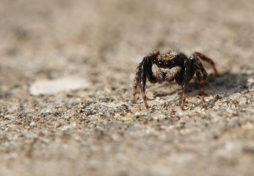 Pseudeuophrys lanigera
