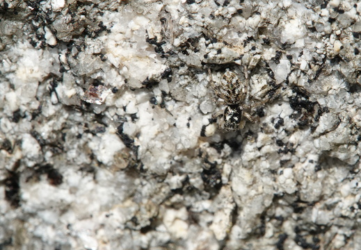 Salticus cingulatus 008 DSC00462