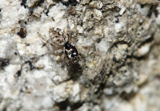 Salticus cingulatus 009 DSC00466