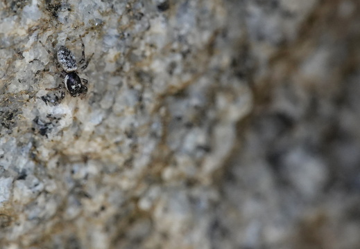Salticus cingulatus 010 DSC00492