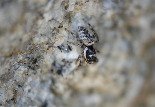 Salticus cingulatus 011 DSC00502