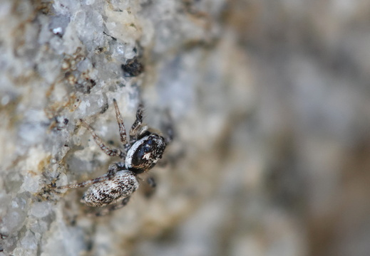 Salticus cingulatus