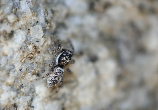 Salticus cingulatus 013 DSC00544