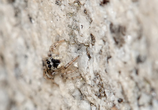 Salticus cingulatus 005 DSC00412