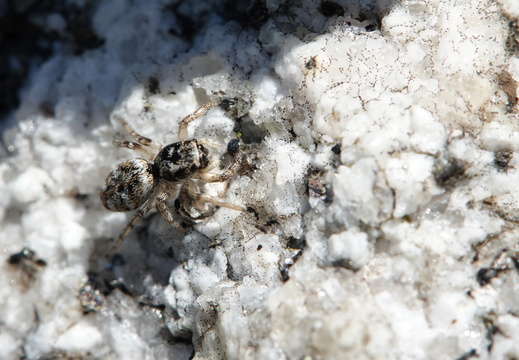 Salticus cingulatus 006 DSC00441