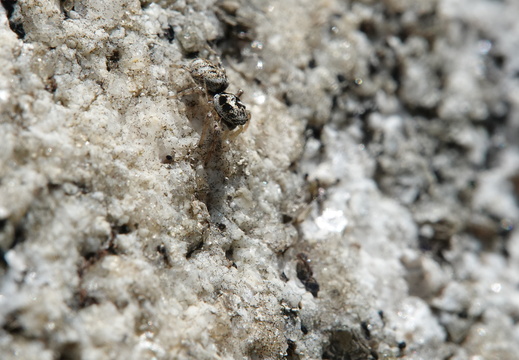Salticus cingulatus 007 DSC00446