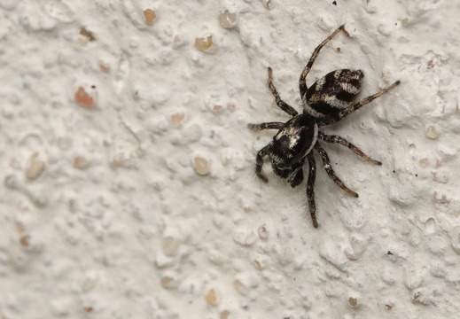 Salticus scenicus