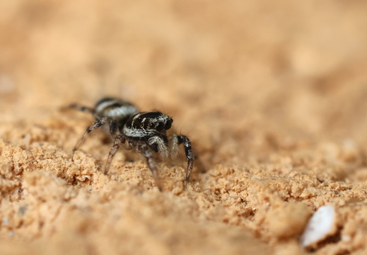 Salticus scenicus 013 1Q2A5975