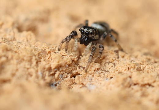 Salticus scenicus 014 1Q2A5999