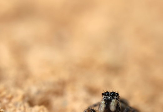 Salticus scenicus 015 1Q2A6006