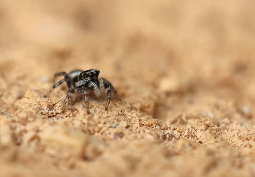 Salticus scenicus 016 1Q2A6034