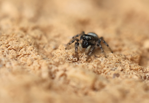Salticus scenicus 017 1Q2A6055