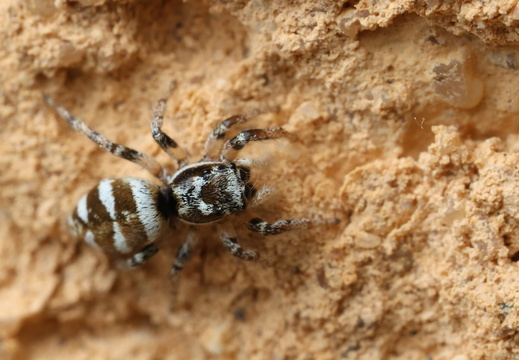 Salticus scenicus 018 1Q2A6078