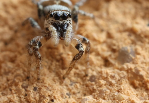 Salticus scenicus 019 1Q2A6119