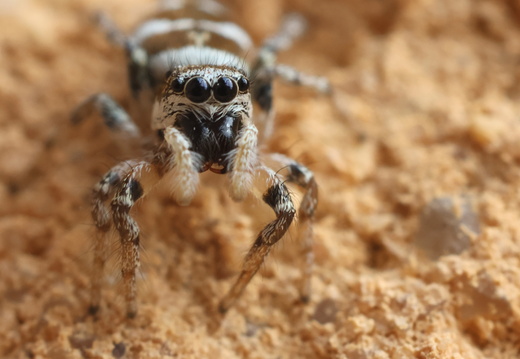 Salticus scenicus 020 1Q2A6120