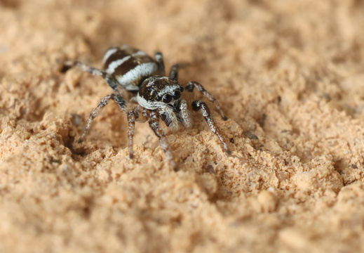 Salticus scenicus 021 1Q2A6130