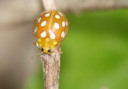 Coccinellidae