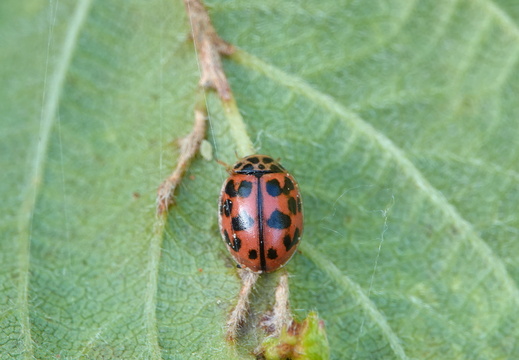 Coléoptères