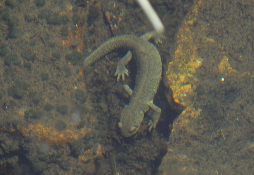 Amphibiens