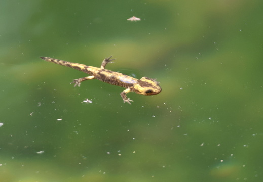 Salamandre tachetée