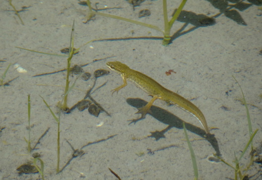 Triton palmé