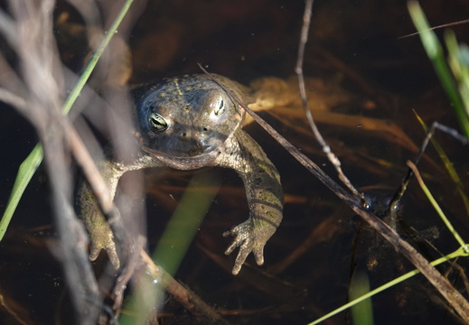 Crapaud calamite 007 DSC01793