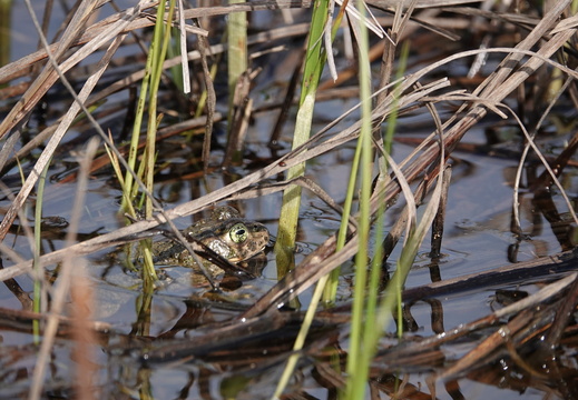 Crapaud calamite 001 DSC01654