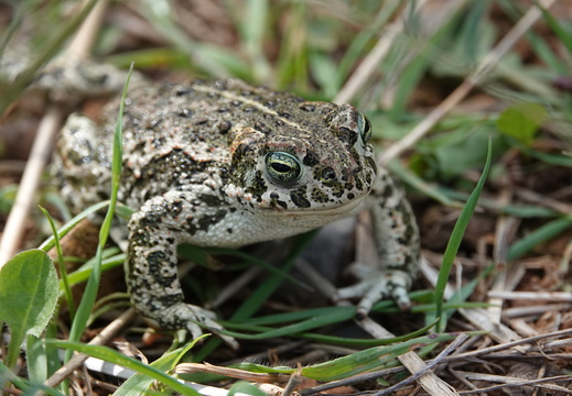 Crapaud calamite 002 DSC01672