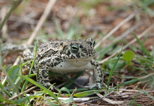 Crapaud calamite 003 DSC01678