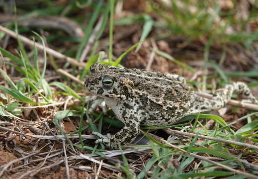 Crapaud calamite 004 DSC01705