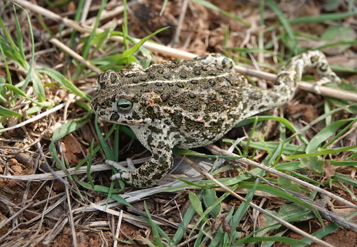 Crapaud calamite 005 DSC01708