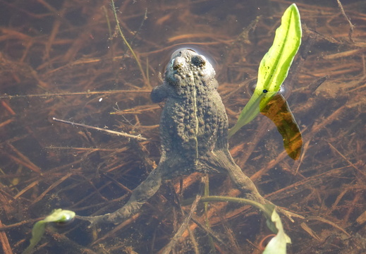 Crapaud calamite 006 DSC01787