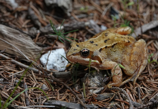 Grenouille rousse