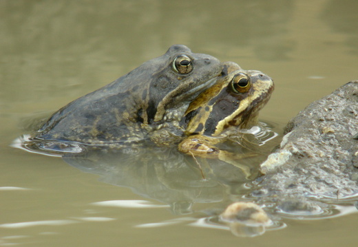 Amphibiens