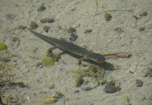 Triton alpestre