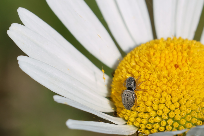 Heliophanus flavipes 002 1Q2A4992.jpg