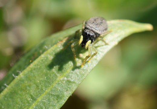 Heliophanus flavipes