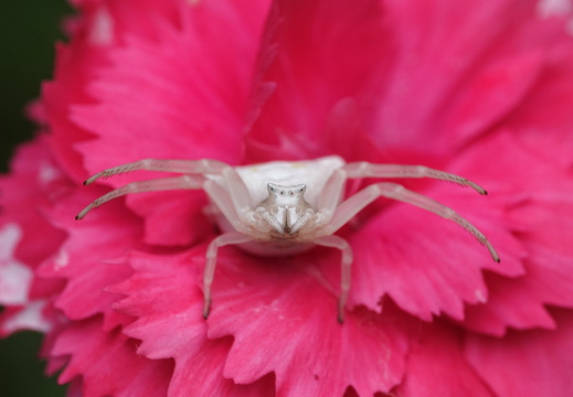 Thomisus onustus
