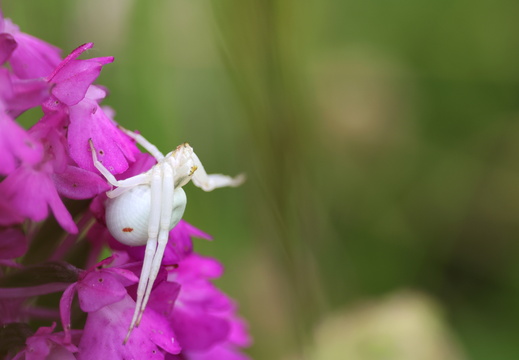 Misumena vatia