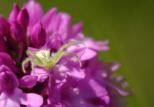 Heriaeus sp.