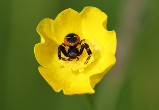 Synema globosum