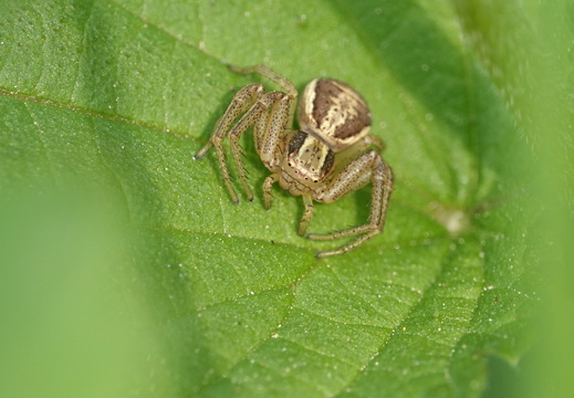 Xysticus ulmi