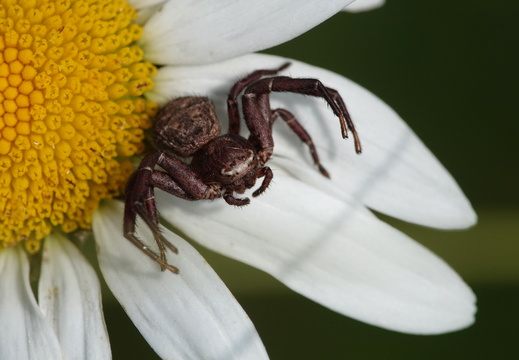 Xysticus sp.