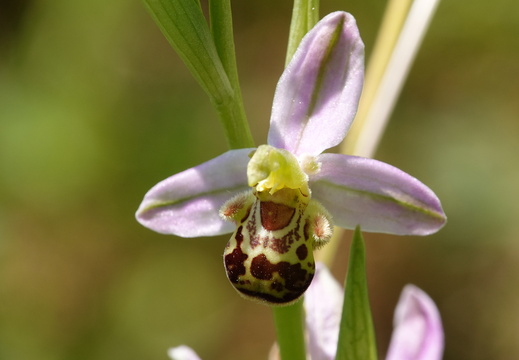 Ophrys apifera