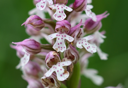 Neotinea hybride conica x ustulata