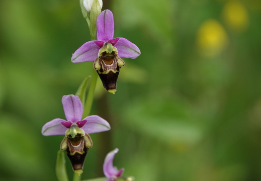 Ophrys hybride apifera x fuciflora