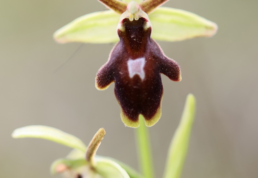 Ophrys hybride araneola x insectifera