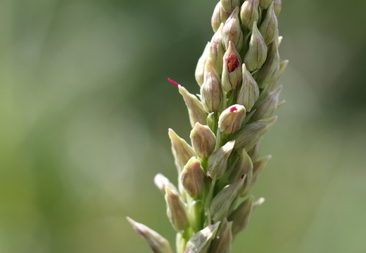 Orchis hybride anthropophora x simia