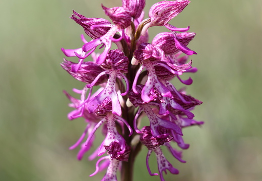 Orchis hybride militaris x purpurea