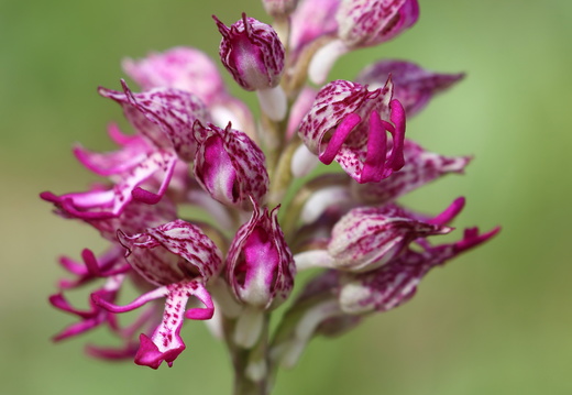 Orchis hybride purpurea x simia